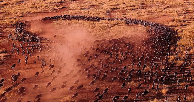 great-migration-kenya-aerial-rain