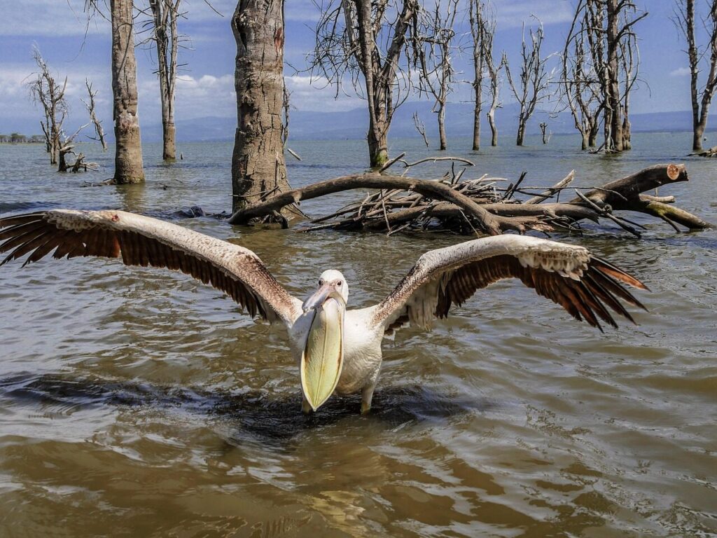 pelican, attack, angry, threat, throat pouch, beak, open, torn open, aggression, aggressive, lake, bird, flat, lake naivasha, kenya, africa, wing, swing, spread, defense, water, water bird, span, trees, dead, flooded, large flap, lake naivasha, lake naivasha, lake naivasha, lake naivasha, lake naivasha