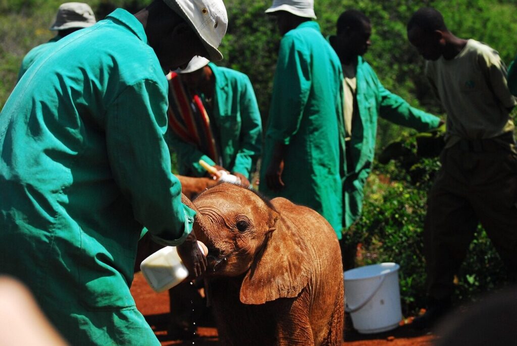 feeding baby elephants, bottle feeding, nairobi, kenya, africa, elephant, baby, milk, bottle, ranger, feeding, sheldrick trust, endangered species, conservation, orphanage, orphan, earth hour, ngo, volunteer, life, ngo, ngo, ngo, volunteer, volunteer, volunteer, volunteer, volunteer