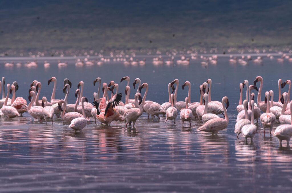 A vibrant flock of flamingos stands elegantly in Baringo County, Kenya's serene waters.