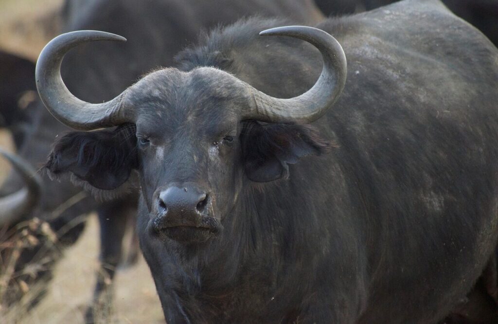cape buffalo, buffalo, animal, bovine, bull, horns, nature, wild, safari, maasai mara, kenya, africa, buffalo, buffalo, buffalo, buffalo, buffalo